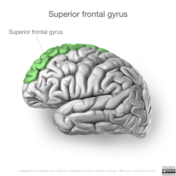File:Neuroanatomy- lateral cortex (diagrams) (Radiopaedia 46670-51313 D 1).png