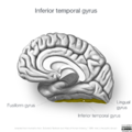 Neuroanatomy- medial cortex (diagrams) (Radiopaedia 47208-52697 N 2).png
