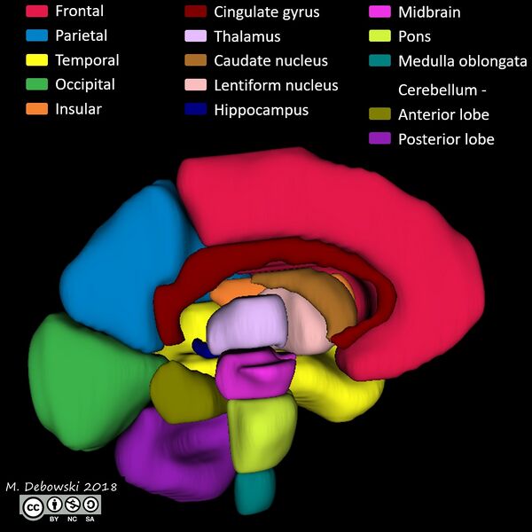 File:Brain lobes - annotated MRI (Radiopaedia 61691-69700 3D reconstruction 86).JPG