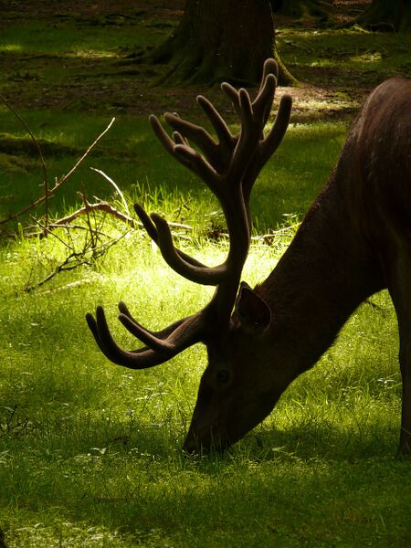 File:Deer antlers (photo) (Radiopaedia 76516).jpg