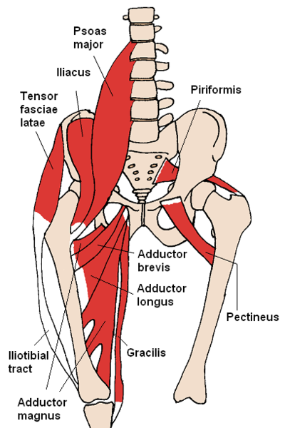 File:Anterior hip muscles (Radiopaedia 67209).png