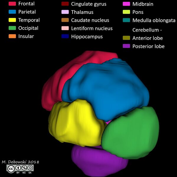 File:Brain lobes - annotated MRI (Radiopaedia 61691-69700 3D reconstruction 53).JPG