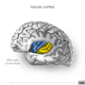 Neuroanatomy- insular cortex (diagrams) (Radiopaedia 46846-51375 Gyri 3).png