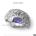 Neuroanatomy- insular cortex (diagrams) (Radiopaedia 46846-51375 Perinsular sulci 3).png