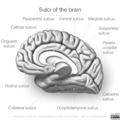 Neuroanatomy- medial cortex (diagrams) (Radiopaedia 47208-58969 Whole brain sulci 4).png