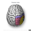 Neuroanatomy- superior cortex (diagrams) (Radiopaedia 59317-66671 Parietal lobe gyri 4).png