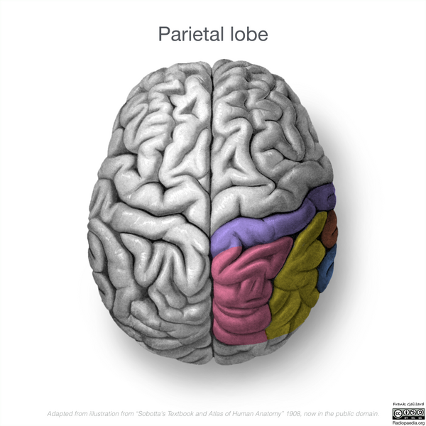 File:Neuroanatomy- superior cortex (diagrams) (Radiopaedia 59317-66671 Parietal lobe gyri 4).png