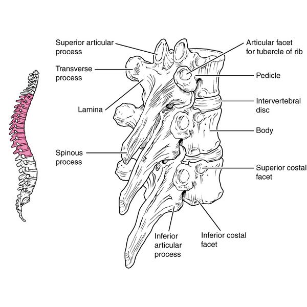 File:Bones and ligaments of the vertebral column (illustrations) (Radiopaedia 42770-45935 J 1).jpg