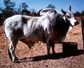 Brahma bull (photo) (Radiopaedia 72713).jpg