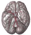 Cerebral arterial supply to the brain - Gray's anatomy illustration (Radiopaedia 36293).jpg