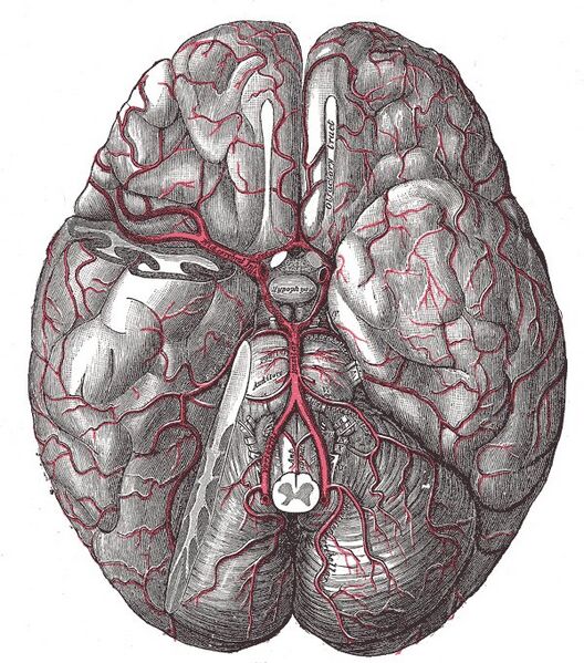 File:Cerebral arterial supply to the brain - Gray's anatomy illustration (Radiopaedia 36293).jpg