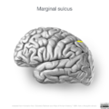 Neuroanatomy- lateral cortex (diagrams) (Radiopaedia 46670-51202 Marginal sulcus 2).png
