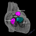 Cardiac valves (illustration) (Radiopaedia 74030).png