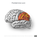 Neuroanatomy- lateral cortex (diagrams) (Radiopaedia 46670-51201 Parietal lobe 3).png