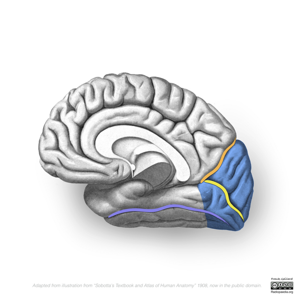 File:Neuroanatomy- medial cortex (diagrams) (Radiopaedia 47208-58969 F 4).png