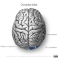 Neuroanatomy- superior cortex (diagrams) (Radiopaedia 59317-66669 Occipital lobe 1).png