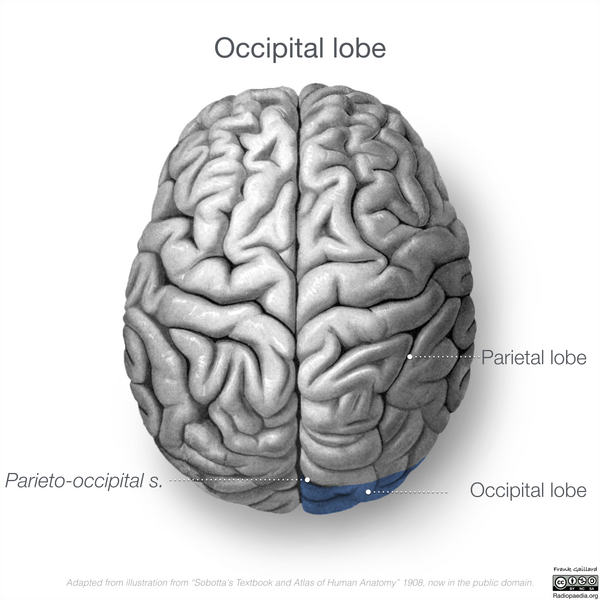 File:Neuroanatomy- superior cortex (diagrams) (Radiopaedia 59317-66669 Occipital lobe 1).png