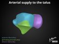 Anatomy of the talus (Radiopaedia 31891-32847 A 2).jpg