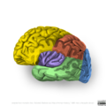 Neuroanatomy- lateral cortex (diagrams) (Radiopaedia 46670-51156 Lobes & insula 3).png