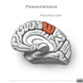Neuroanatomy- medial cortex (diagrams) (Radiopaedia 47208-52697 Paracentral lobule 8).png