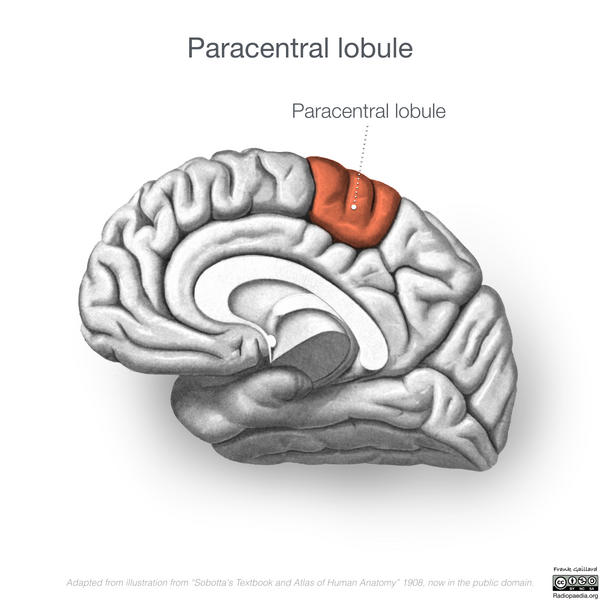 File:Neuroanatomy- medial cortex (diagrams) (Radiopaedia 47208-52697 Paracentral lobule 8).png