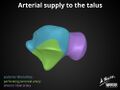 Anatomy of the talus (Radiopaedia 31891-32847 A 3).jpg