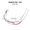 Atypical ribs - 1st and 2nd (Gray's illustration) (Radiopaedia 83042-97407 B 1).jpeg