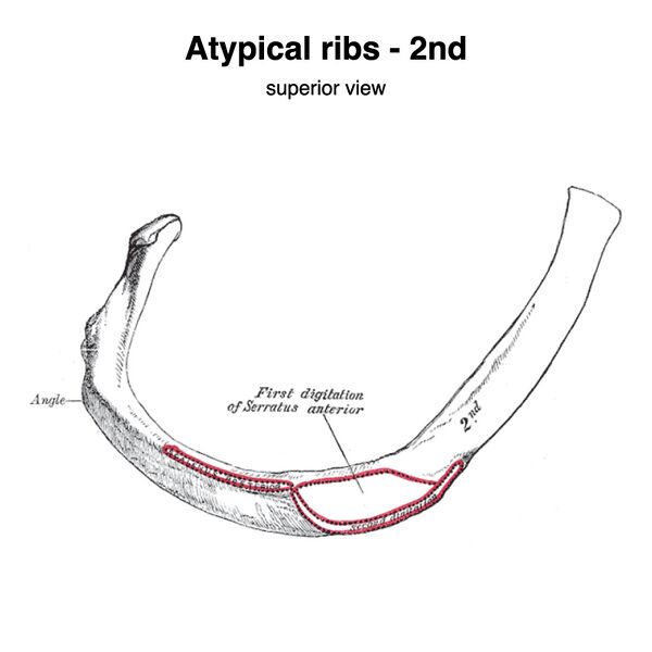 File:Atypical ribs - 1st and 2nd (Gray's illustration) (Radiopaedia 83042-97407 B 1).jpeg
