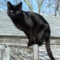 Black cat (photo) (Radiopaedia 36399).jpg