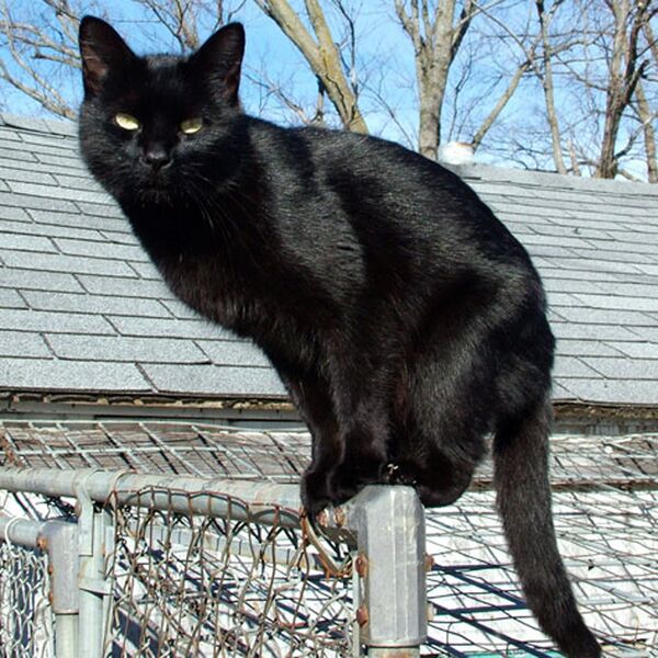 File:Black cat (photo) (Radiopaedia 36399).jpg