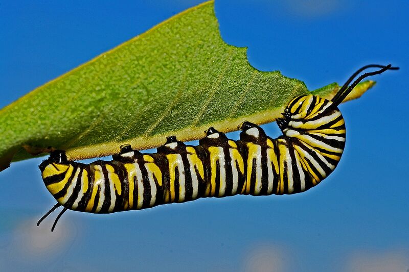 File:Caterpillar (photo) (Radiopaedia 76525).jpg