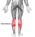 Gastrocnemius muscle - Gray's anatomy illustration (Radiopaedia 36328).jpg