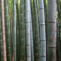 Bamboo (photo) (Radiopaedia 36380).jpg