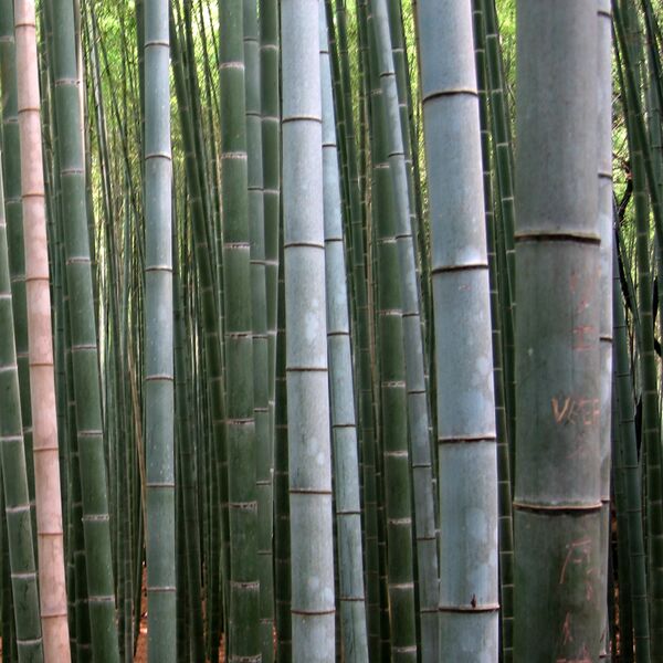 File:Bamboo (photo) (Radiopaedia 36380).jpg