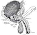 Anatomy of the penis (Gray's illustration) (Radiopaedia 81765).png