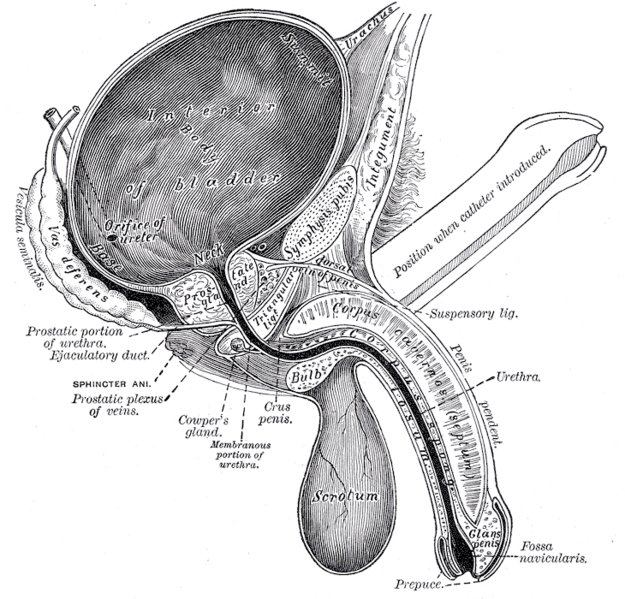 File:Anatomy of the penis (Gray's illustration) (Radiopaedia 81765).png