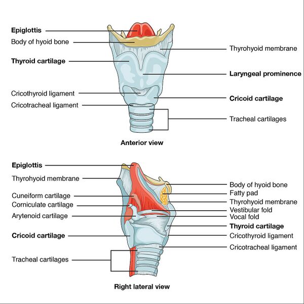 File:Larynx (illustration) (Radiopaedia 45330).jpg
