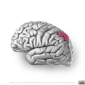 Neuroanatomy- lateral cortex (diagrams) (Radiopaedia 46670-51313 M 4).png