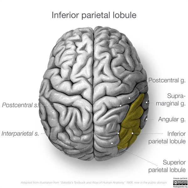 File:Neuroanatomy- superior cortex (diagrams) (Radiopaedia 59317-66671 D 1).png