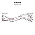 Clavicle - muscle attachments (Gray's illustration) (Radiopaedia 83062-97427 A 1).jpeg