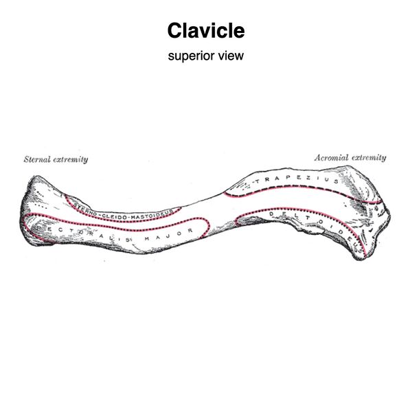 File:Clavicle - muscle attachments (Gray's illustration) (Radiopaedia 83062-97427 A 1).jpeg