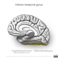 Neuroanatomy- medial cortex (diagrams) (Radiopaedia 47208-52697 N 3).png