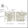 Bones of the pectoral girdle and upper limb (illustrations) (Radiopaedia 42766-45929 A 1).jpg