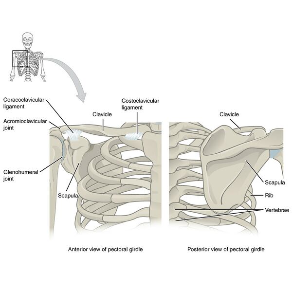 File:Bones of the pectoral girdle and upper limb (illustrations) (Radiopaedia 42766-45929 A 1).jpg