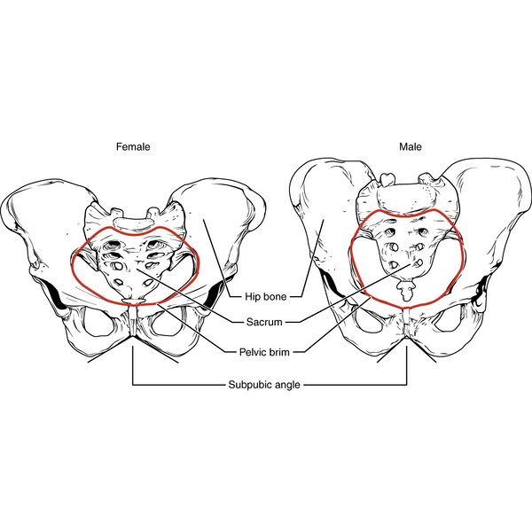 File:Bony pelvis (illustrations) (Radiopaedia 42764-45927 D 1).jpg