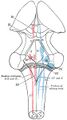 Brainstem nuclei- dorsal section (Gray's illustration) (Radiopaedia 36272).jpg