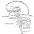 Brainstem nuclei and their connections - Gray's anatomy illustration (Radiopaedia 36283).jpg