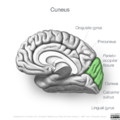 Neuroanatomy- medial cortex (diagrams) (Radiopaedia 47208-52697 Cuneus 1).png