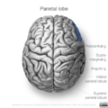 Neuroanatomy- superior cortex (diagrams) (Radiopaedia 59317-66671 Parietal lobe gyri 7).png