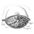 Female mammary gland (Gray's illustration) (Radiopaedia 85464).jpeg